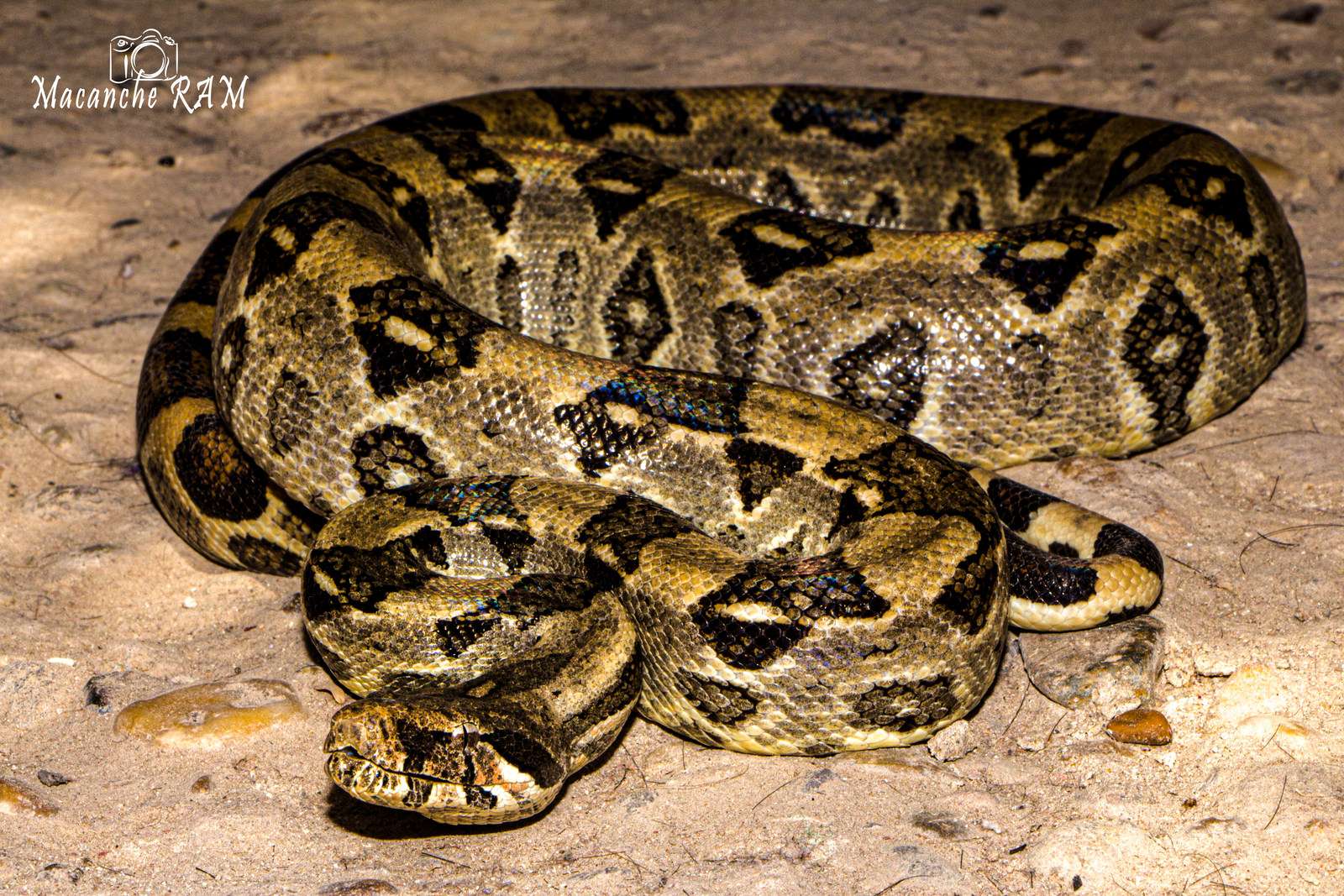 Boa constrictor ortonii