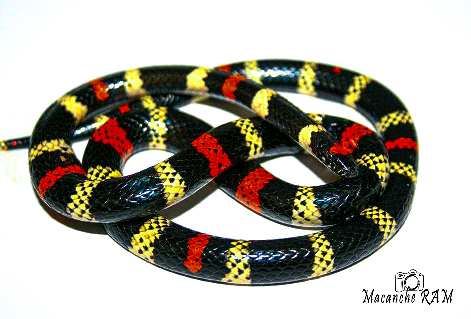 Micrurus tschudii olssoni